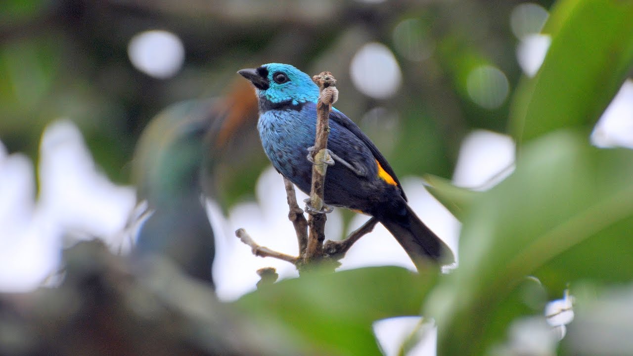 Animais da Paraíba - Mata Atlântica