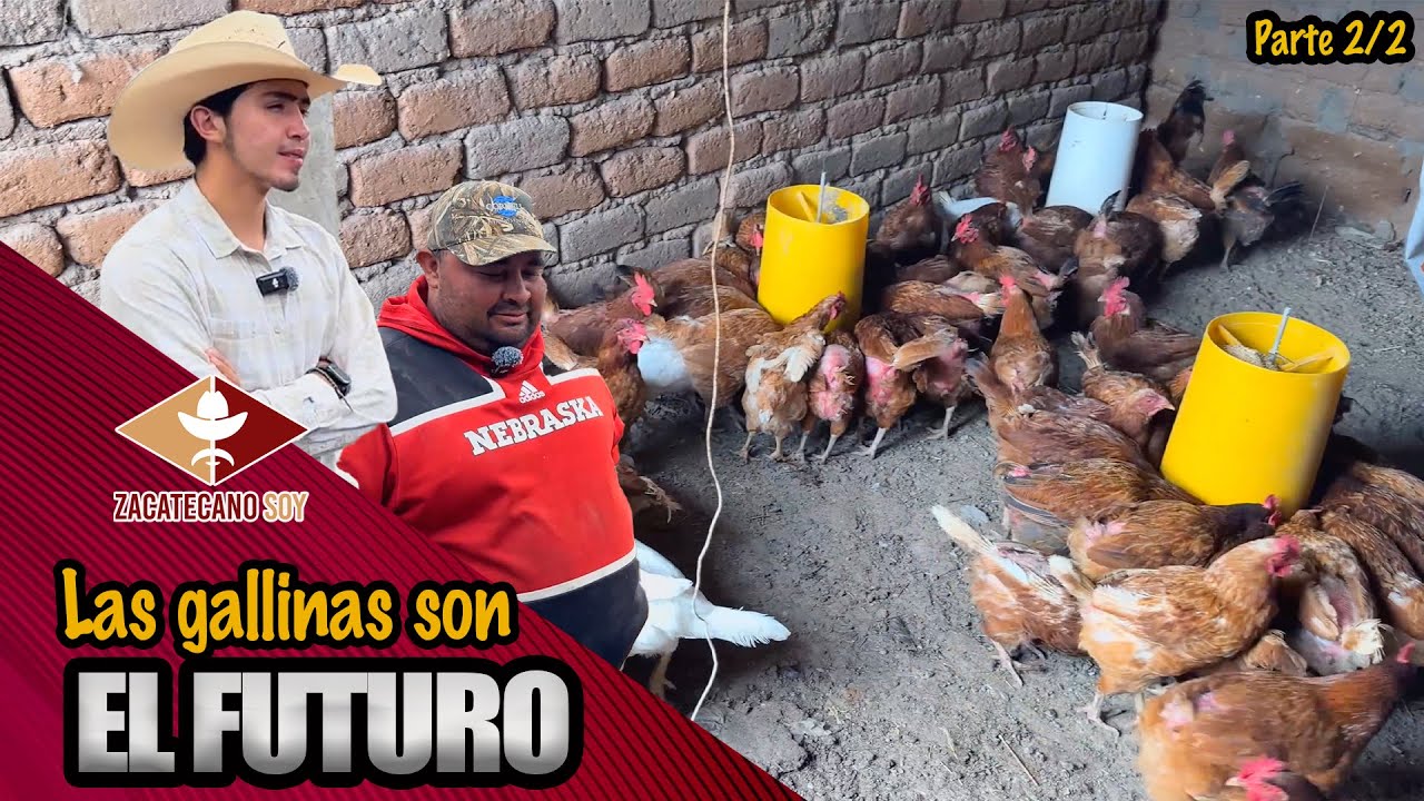 GRANJA LAS 3 PEQUEÑAS producirá más huevo