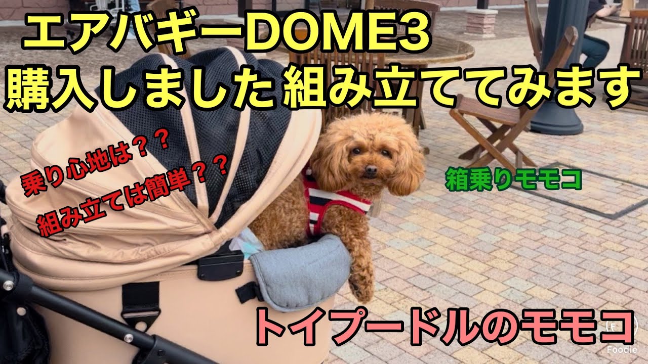 エアバギーDOMEとうとう買っちゃいました(∩ˊᵕˋ∩)･*#トイプードル #トイプードル生活 #エアバギー