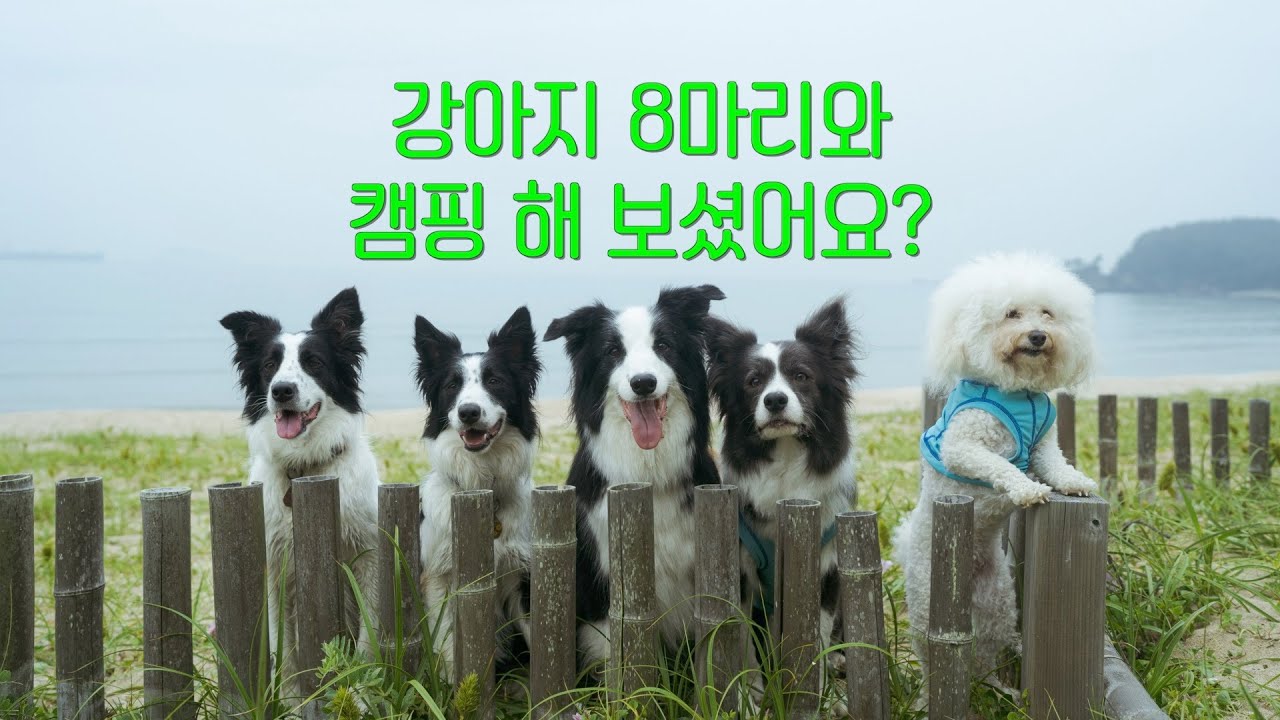 강아지 8마리와 캠핑 해 보셨어요? | 캠린이 둘에 보더콜리들 끼얹기