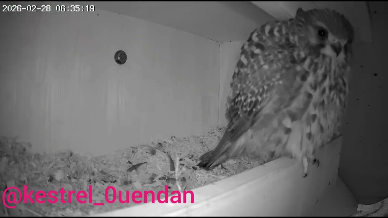 🐦チョウゲンボウカメラC地点動画まとめ📹（2026/0228-03/06）