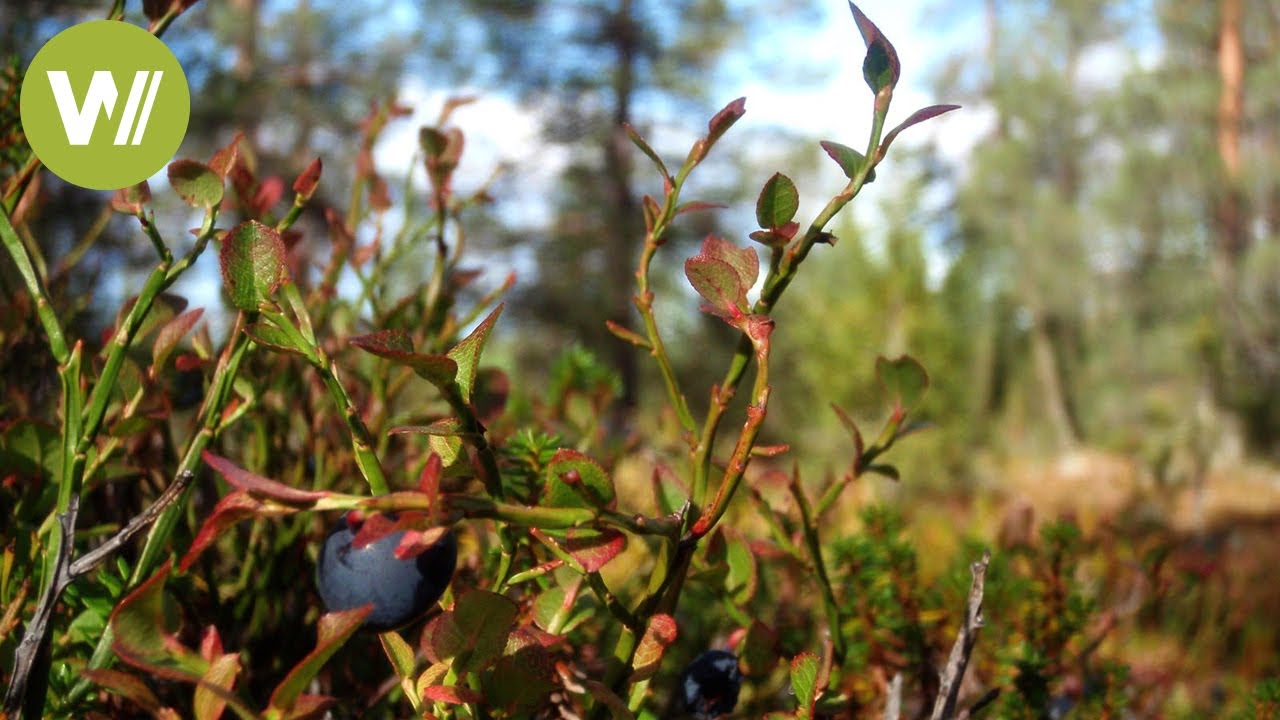 Unberührtes Lappland (Muddus Nationalpark) | Europas Urwälder, Folge 5