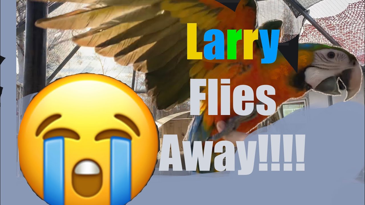 Попугай 🦜 СПАСЕНИЕ!!