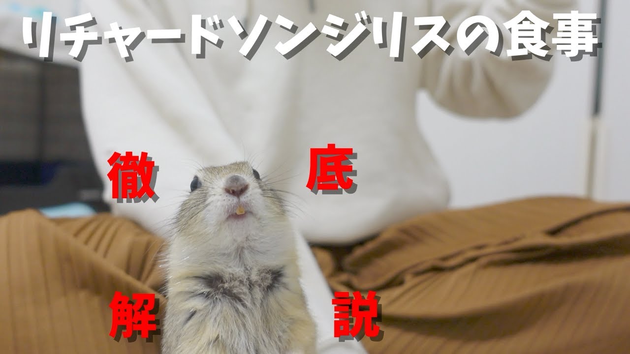 【リチャードソンジリス】リチャードソンジリスの食事徹底解説【動物たちと私。】