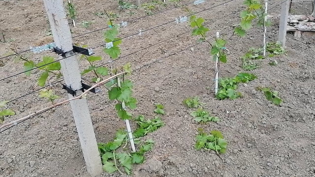 Cum obtinem recolta inca din anul 2 de la plantare la vita de vie pentru struguri de masa
