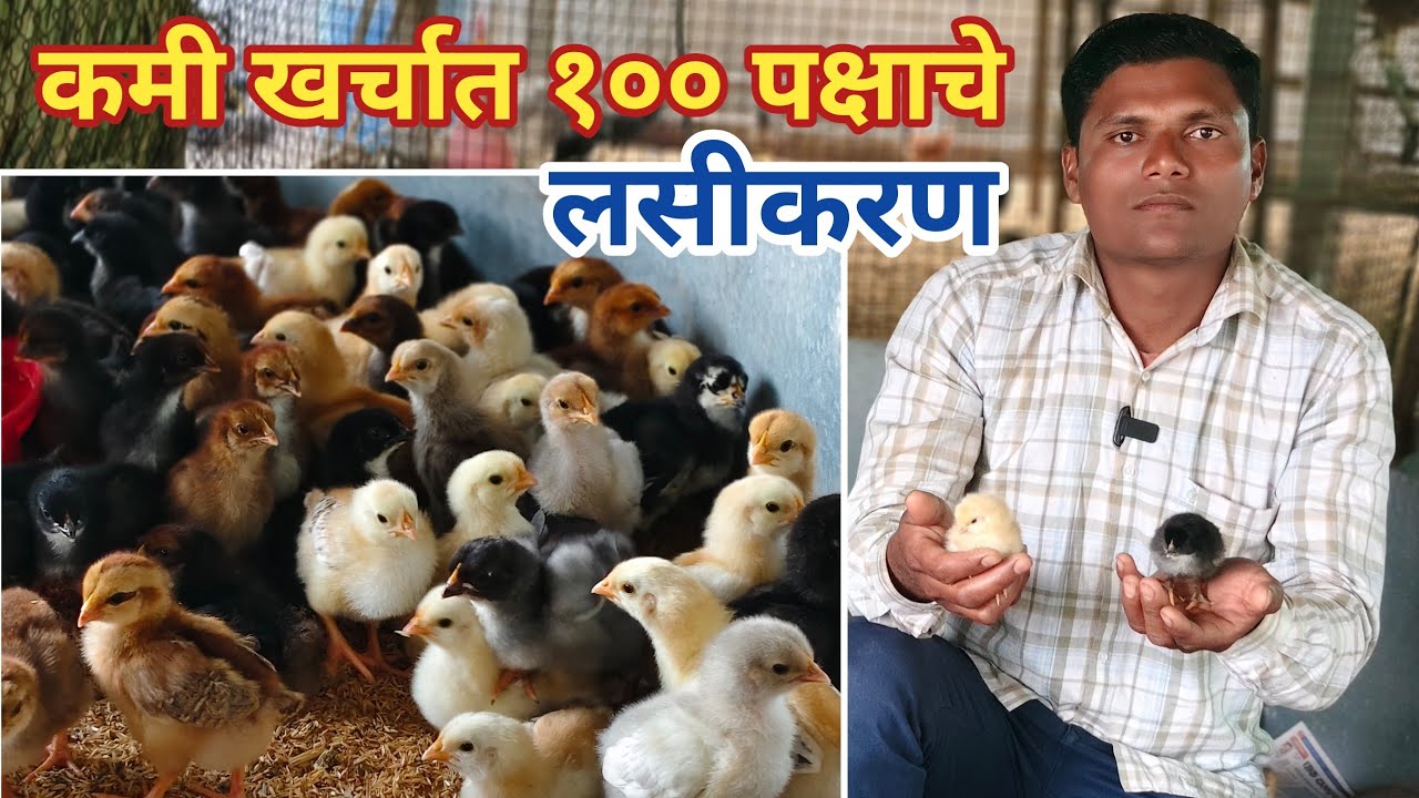 अगदी कमी खर्चात १०० पक्षांचे संपूर्ण लसीकरण सविस्तर माहिती gavran kombdi palan 