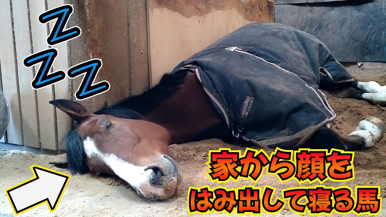 厩舎から顔がはみ出てますよ…？180cmの大きな馬が馬房から顔をはみ出して爆睡する姿が可愛すぎました。【ツルマルボーイ様のシモベ】