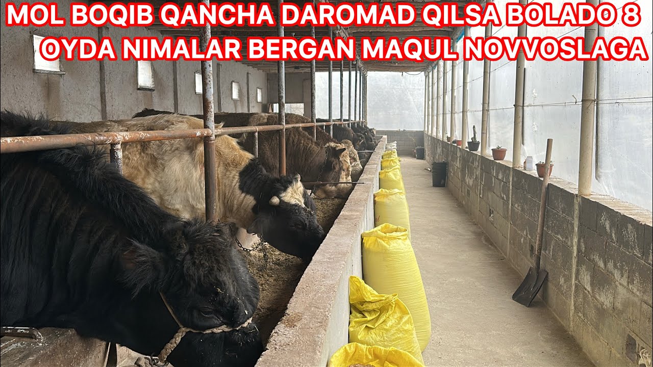 MOL BOQISH SIRLARI BUQA BOQIB QANCHA DAROMAD QILSA BOLADI
