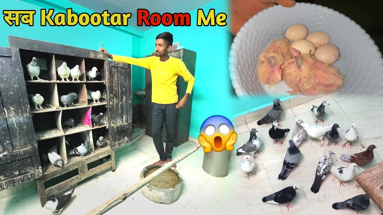 Sare Kabootar Room me shift Krr Diya😱