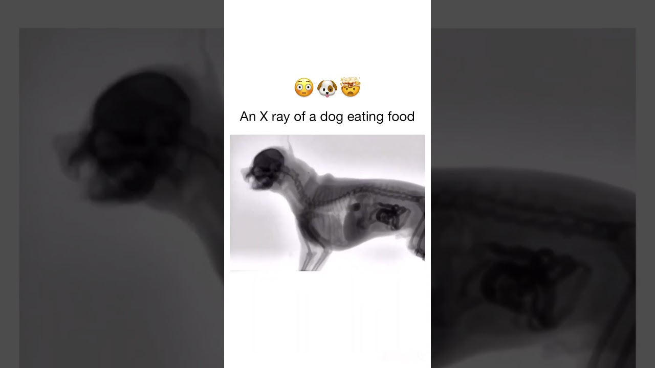 X ray of a dog eating food ☢️🦮 #ctscanner #tomography #radiology #medicaltechnology #healthcare