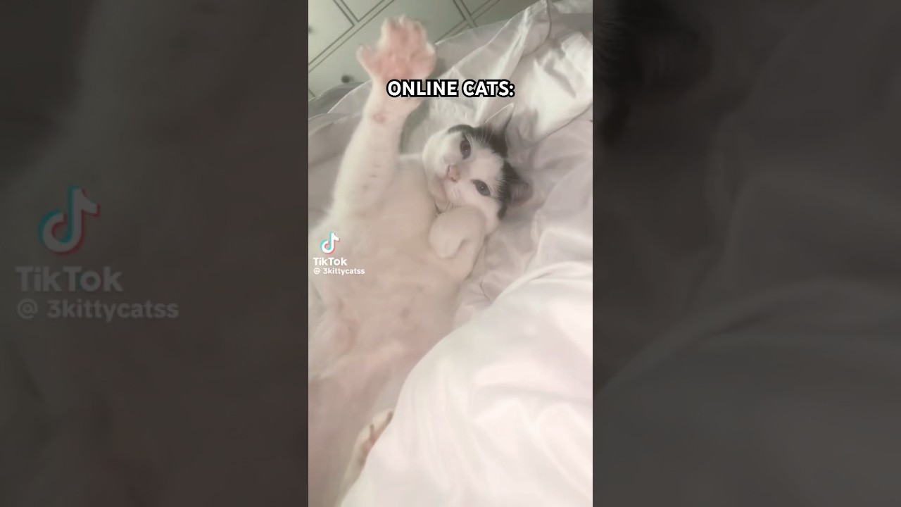 cats online vs cats at home #cat #summeronshorts