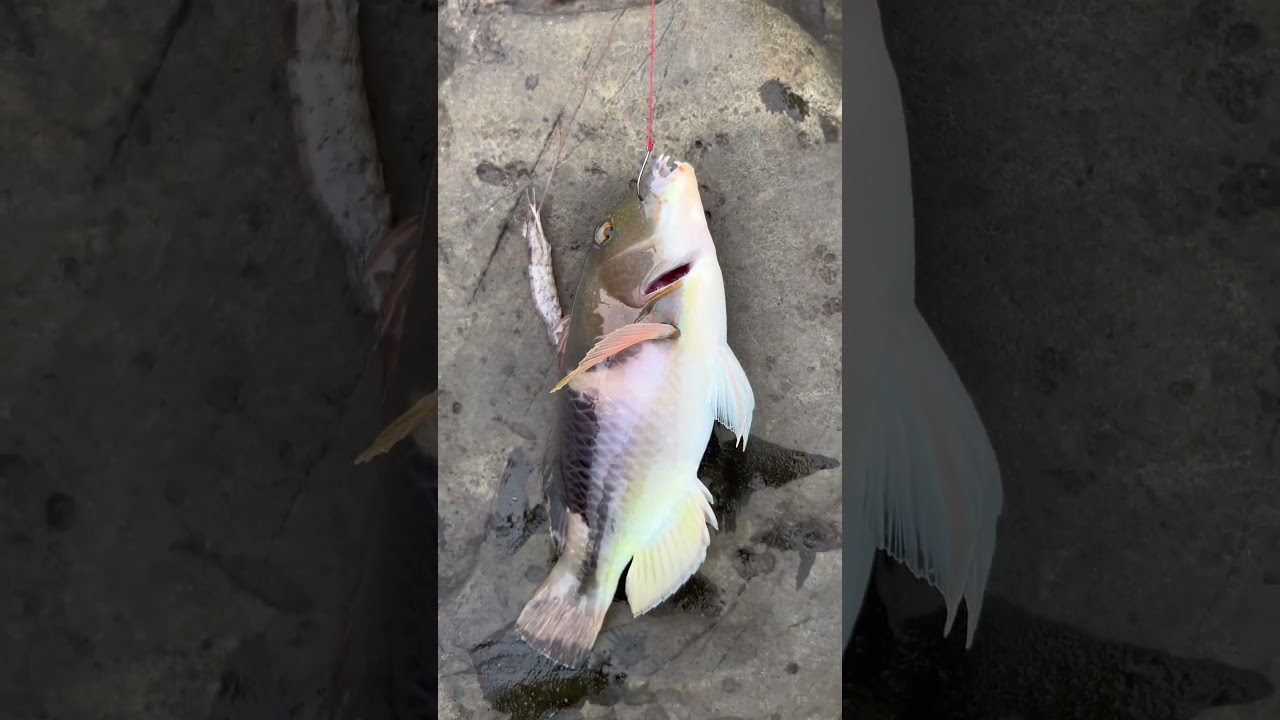 mencari ikan kerapu