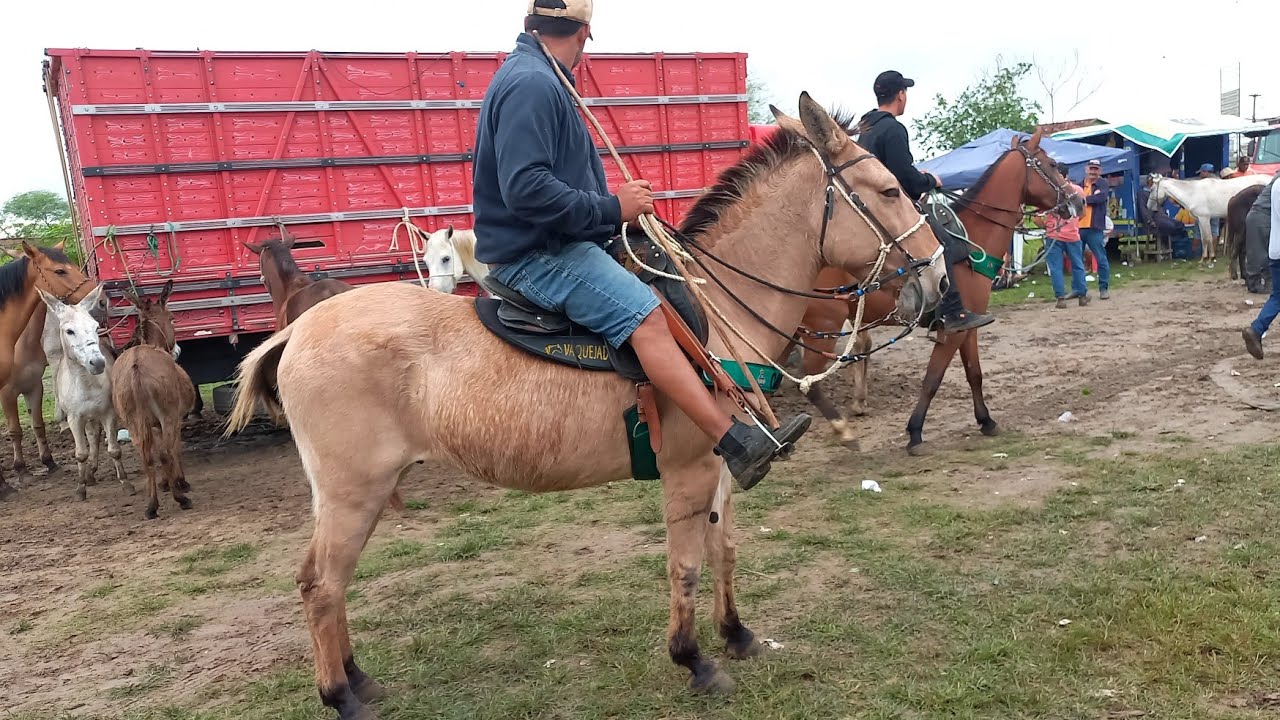 FEIRA DE CAVALOS EM CAMPINA GRANDE-PB 20-08-2025 ANIMAIS BARATO DE 800 REAIS 