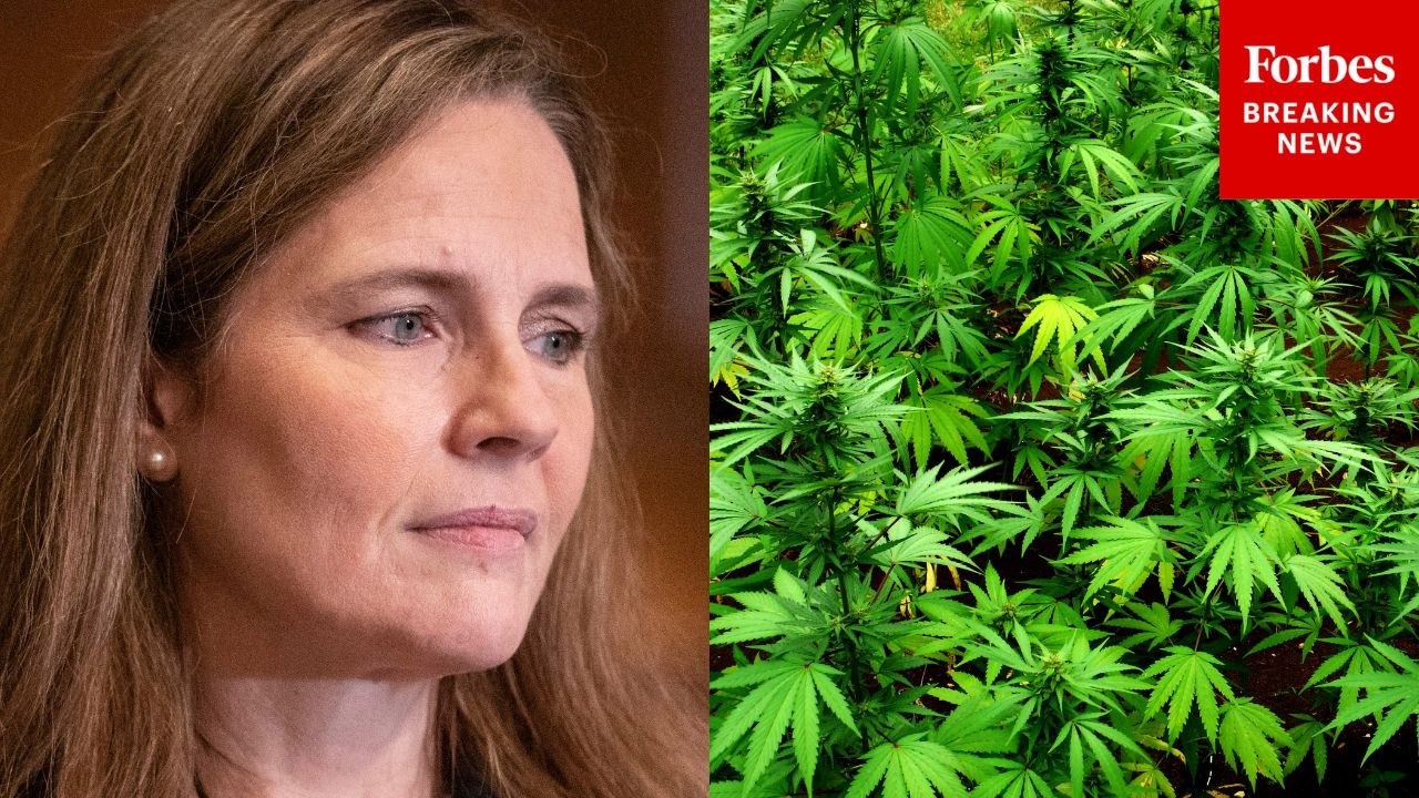 'I Just Don't See Anything...': Amy Coney Barrett Casts Doubt On DOJ Official's On Cannabis Legality