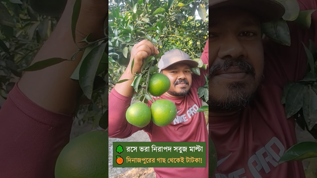 সবুজ দেশি মাল্টা রসে ভরা 🍊 | খেতে ভারি মজা! 🌿 Krishoz