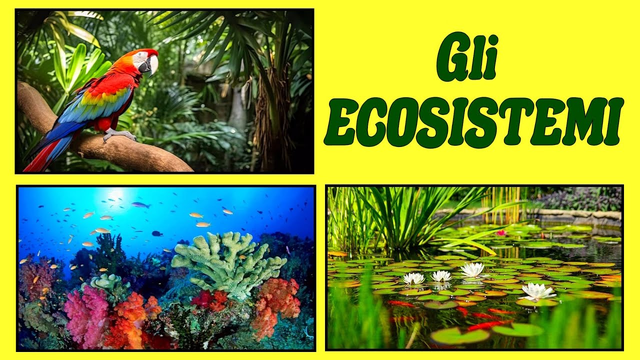 🌊🐟🌞 GLI ECOSISTEMI - Definizione ed Esempi (Mare, Stagno, Foresta)  🌾🦢🐸 Lezione di Scienze, Ecologia