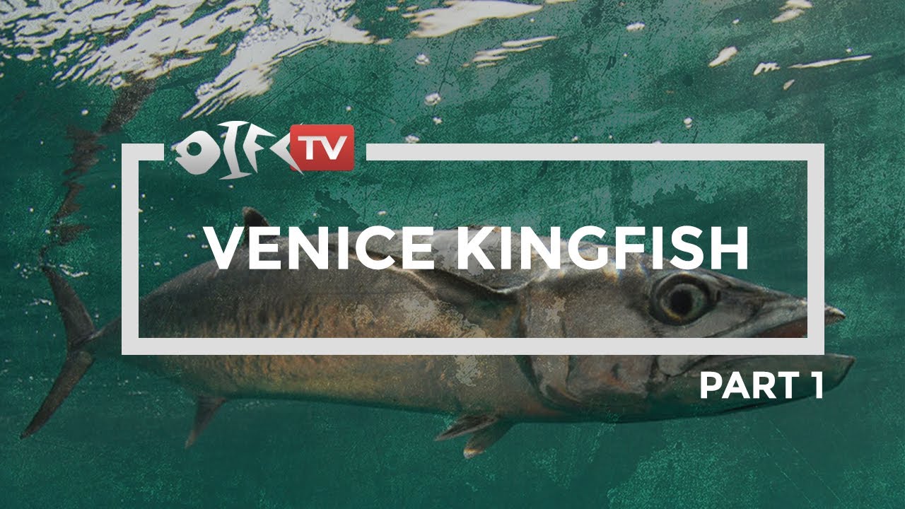 Venice Louisiana Kingfish (Part 1)