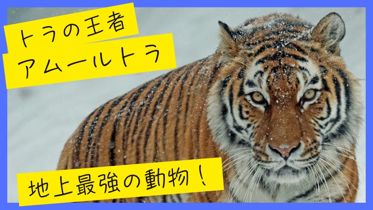 【動物雑学】敗北を知りたいほどの最強！「アムールトラ」最強動物の生態は凄すぎた！！！【聞き流し】