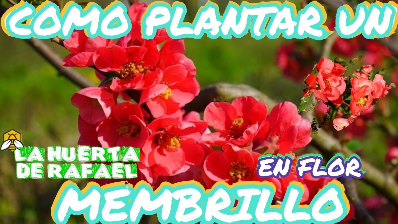 Cómo plantar un membrillo en flor o membrillo japonés[Chaenomeles japonica]|•|9NaTemporada