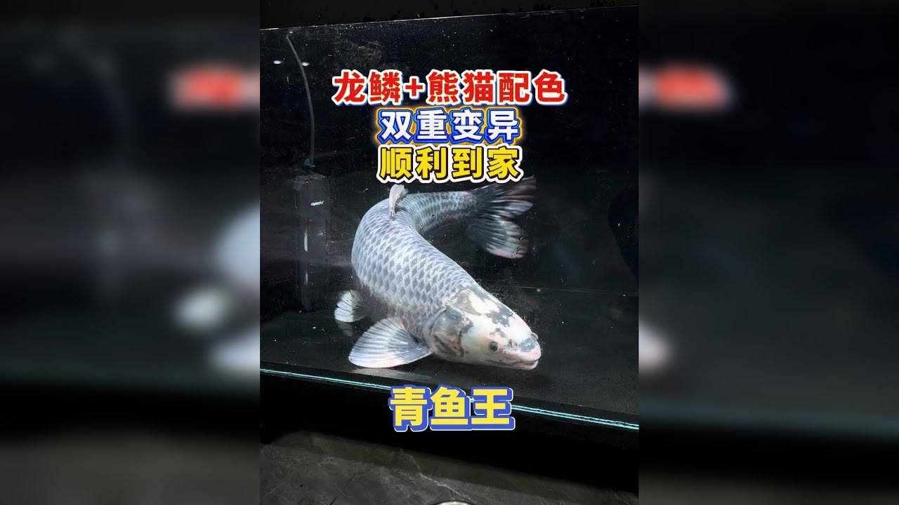 龙鳞+熊猫配色双重变异的青鱼王，遍体鳞伤，顺利入缸定水中！