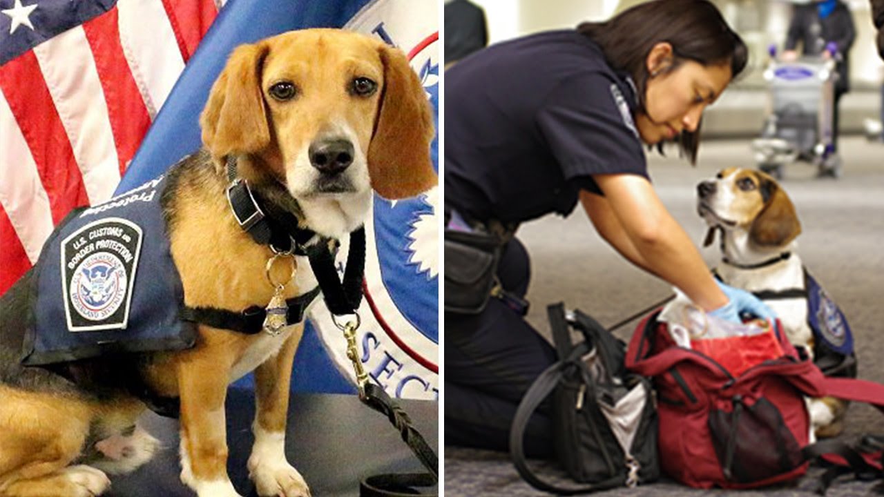 How This Abused Dog Became An Airport Customs Employee