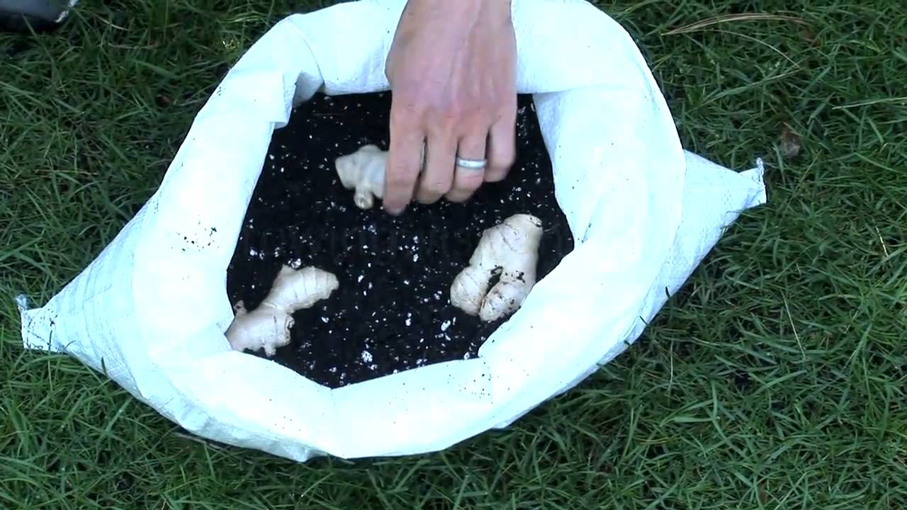 Planting Ginger in Bags