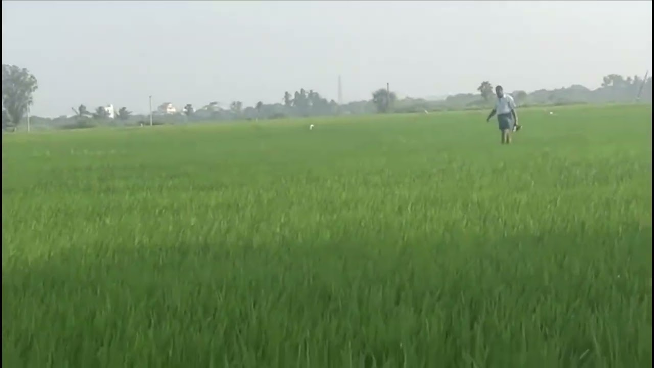 RICE🍚 🌾 in INDIA (AP)Rayalaseema food 😋 👌 😍 ♥️ 🙌 😀 Its Amazing 👏 🤩 and Nature love ❤️ 😍 IT.