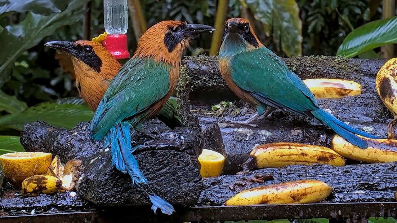 Watch a Family of Four Rufous Motmots Foraging at the Fruit Feeder | June 29, 2024