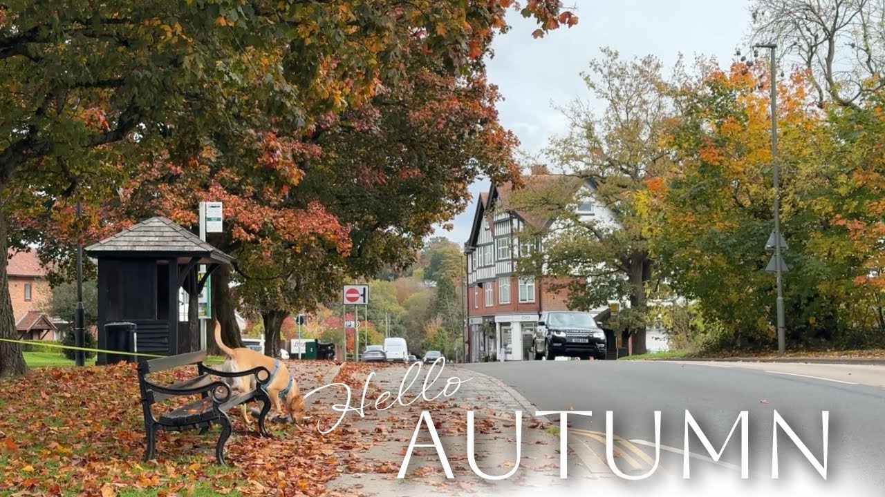 On My Way to The Hidden Pond in Haslemere - Surrey l Autumn walk ASMR 