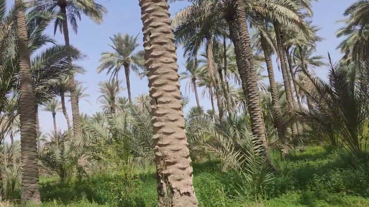 بستان ٦ دونم طابو سند منفرد في كربلاء الحسينيه شارع ام ماشه