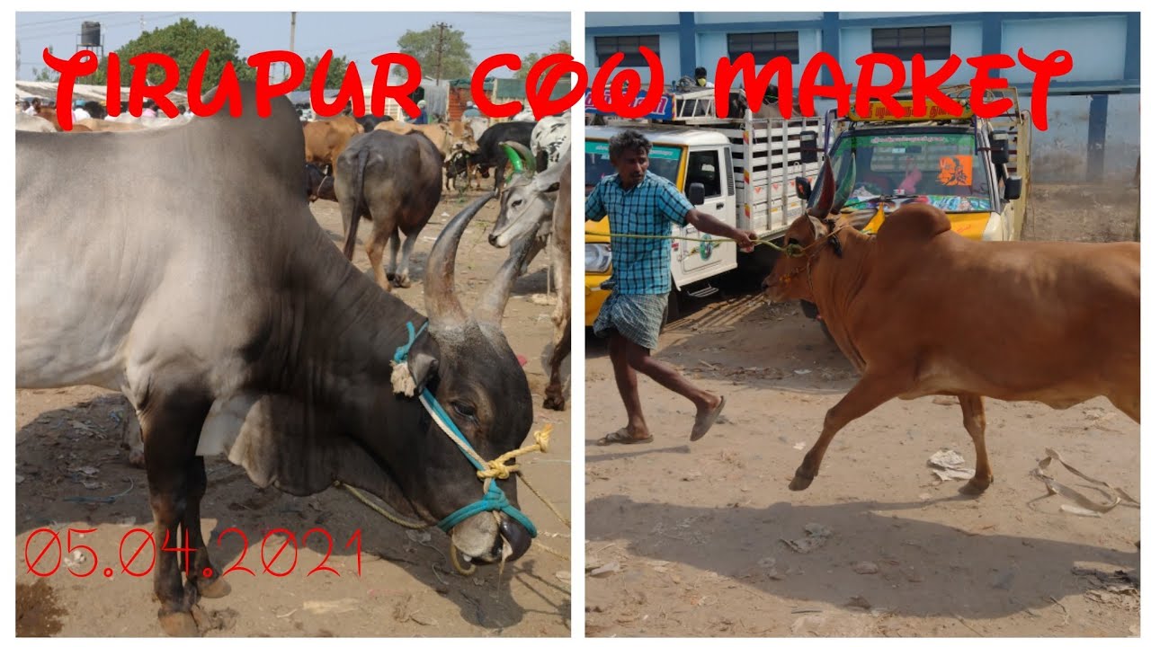 05.04.2021திருப்பூர் மாவட்டத்தின் மாட்டுச்சந்தை விலைநிலவரம் tiruppur cow market