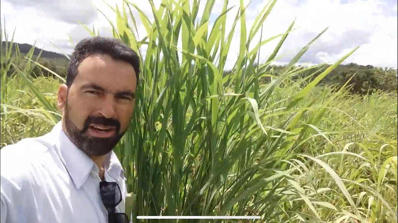 Andropogon. O rei do cascalho