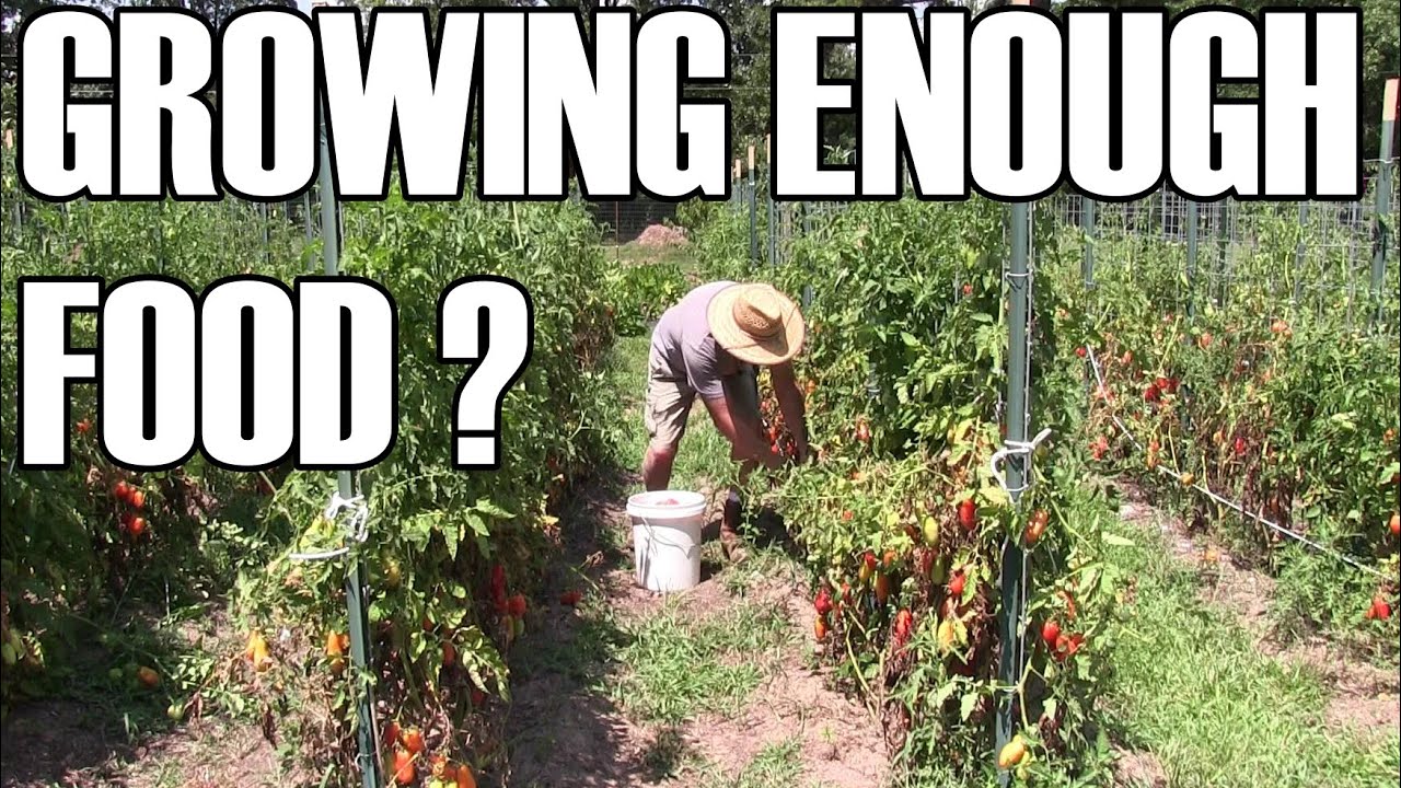 A day in the garden - Do you grow enough food