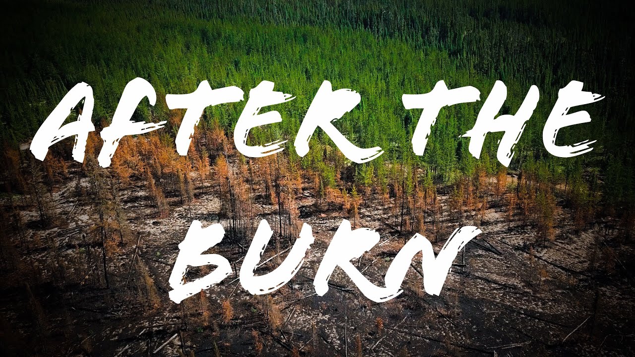 After the Burn | Ontario Forest Fire