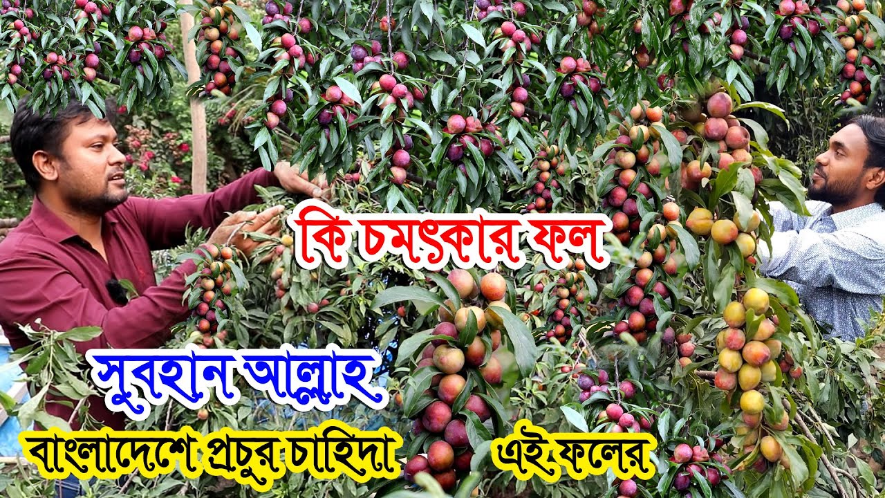 ছোট্ট গাছে থোকা থোকা ফল ঝুলছে কি চমৎকার | এই ফল জমিতে লাগানোর পাশাপাশি ছাদে করুন চাষ | Aloo Bukhara