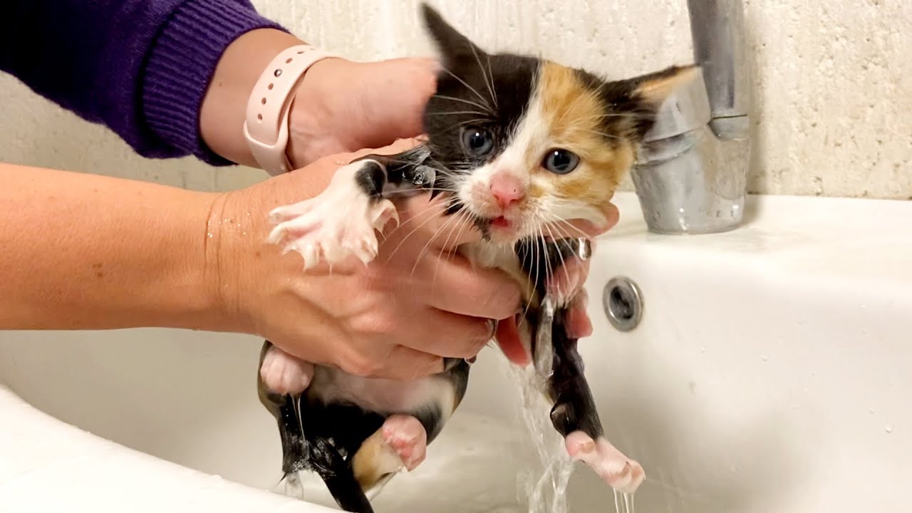 Первое купание для уличного котенка.