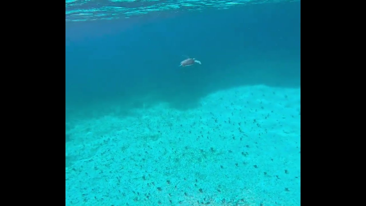 Sea Turtle, Snorkeling Smith&rsquo;s Reef, Turks & Caicos