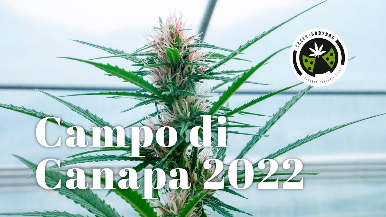 Un CAMPO di CANAPA pi&ugrave; bello di questo? Non esiste (2022)