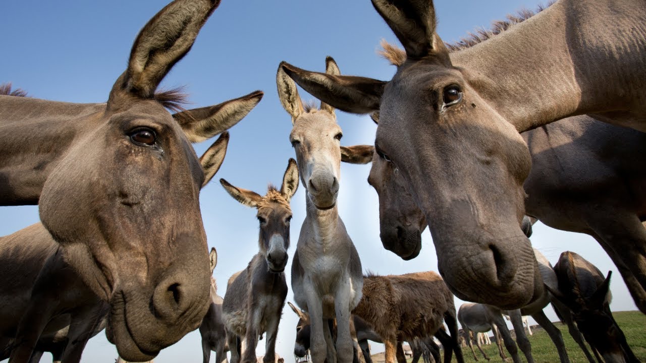 Donkey Farming | Agri Farming | Sustainable and Profitable