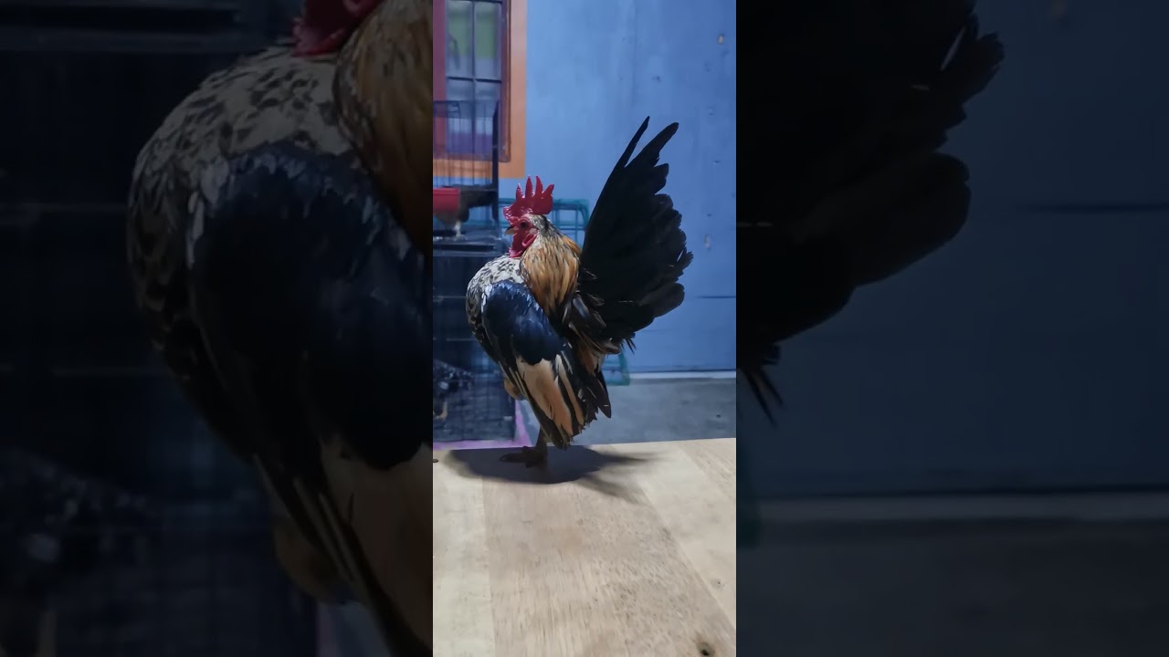 #serama #seramachicken #fancychicken