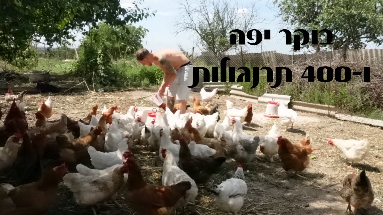 איך זה נראה לגדל תרנגולות | שיטות גידול לתרנגולים