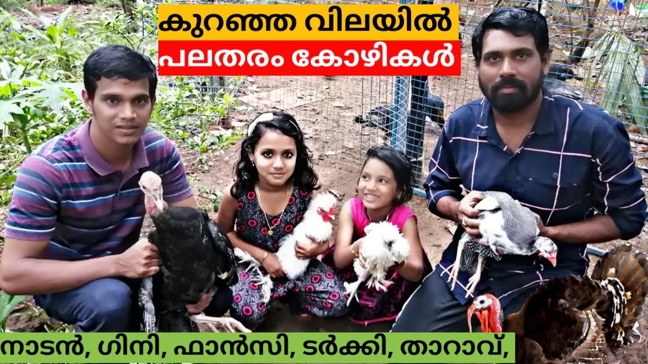 ഷിഹാബ് ഇക്കാടെ ഫാം കണ്ടുനോക്കു Nadan kozhi gini kozhi turky kozhi fancy kozhi karinkozhi🔥2020