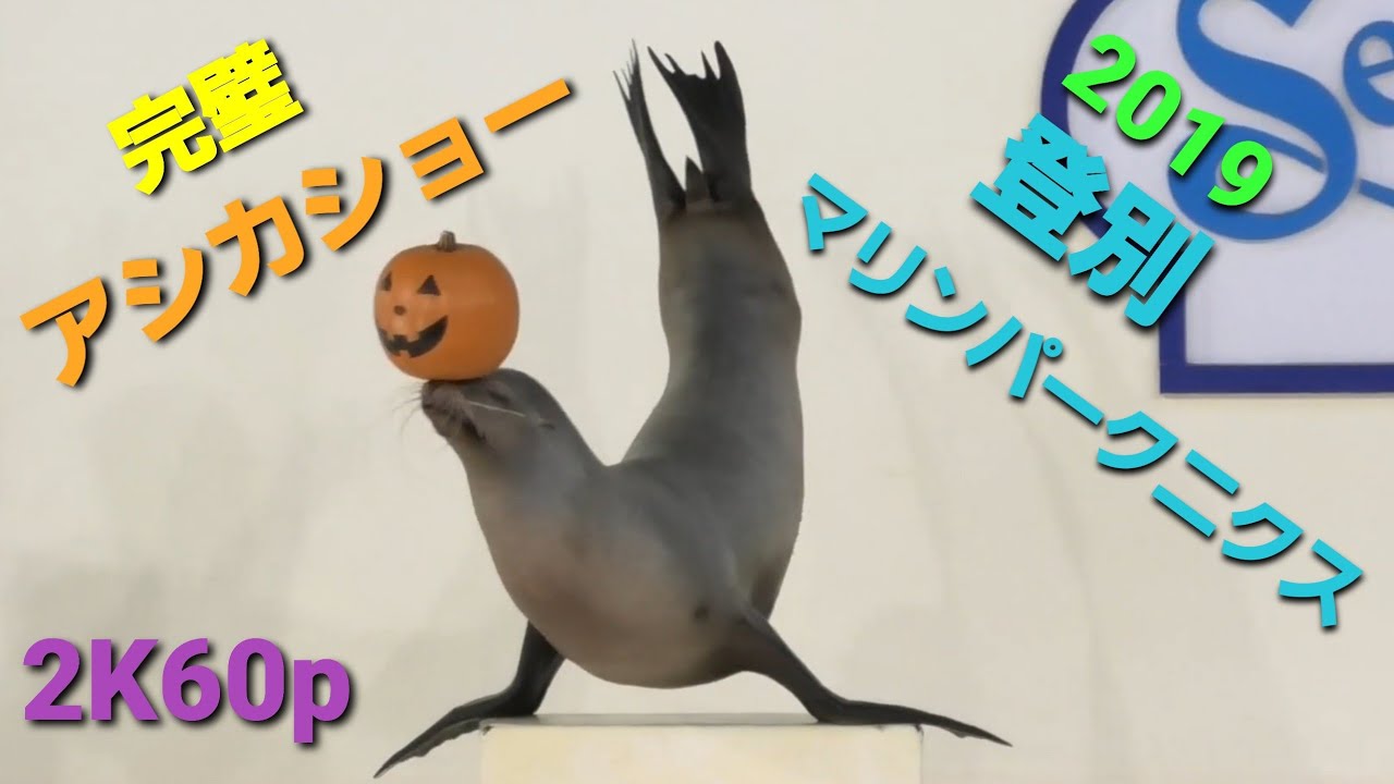 2K60p 完璧なアシカショー【登別マリンパークニクス】 2019/10/20　デジタル4KビデオカメラWXF1M撮影映像　ビデオカメラでズームを使ってみよう❗ベルボンの一脚使用