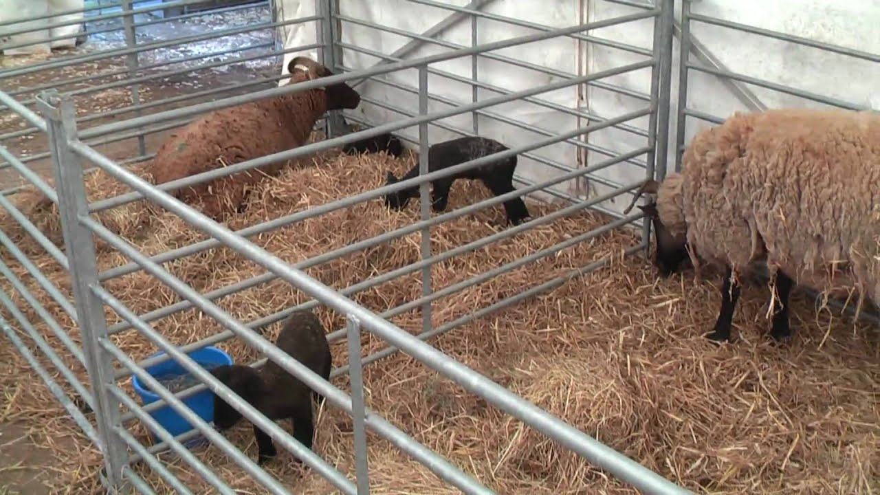 Wimpole Home Farm