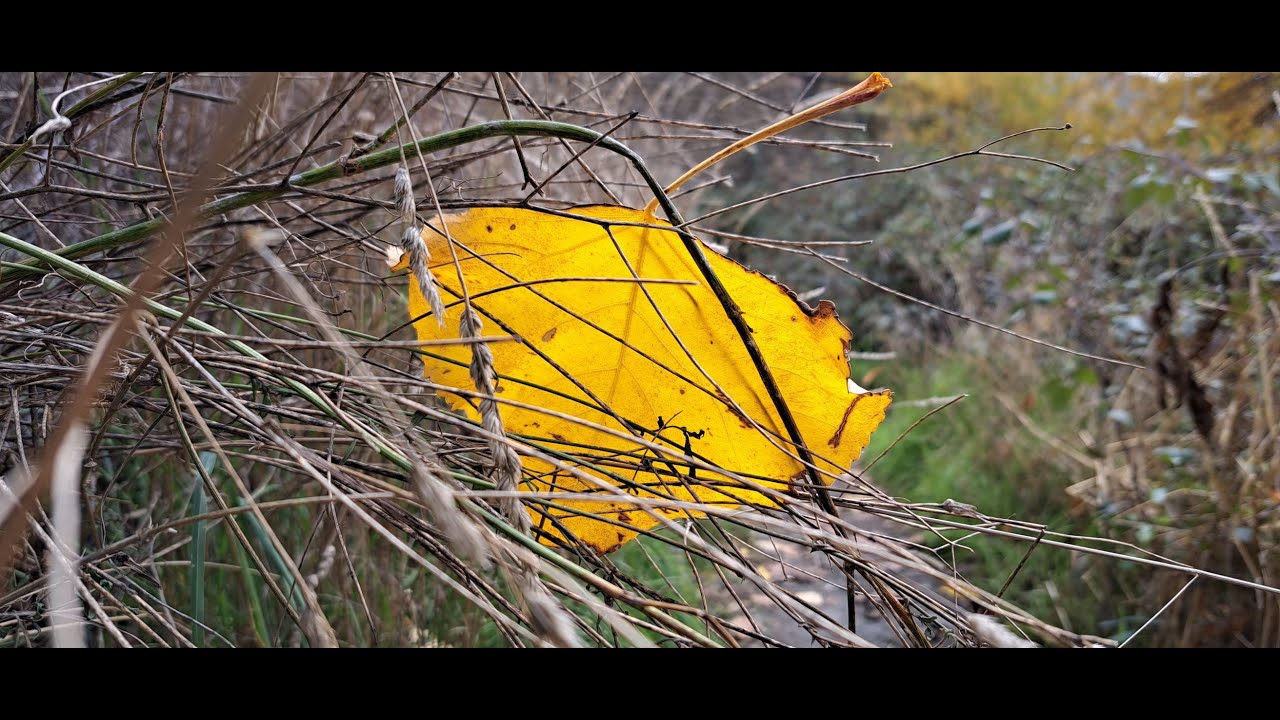 Paginae ultimae  - Fragmento nº 041225 - Ramón Sánchez (music video)
