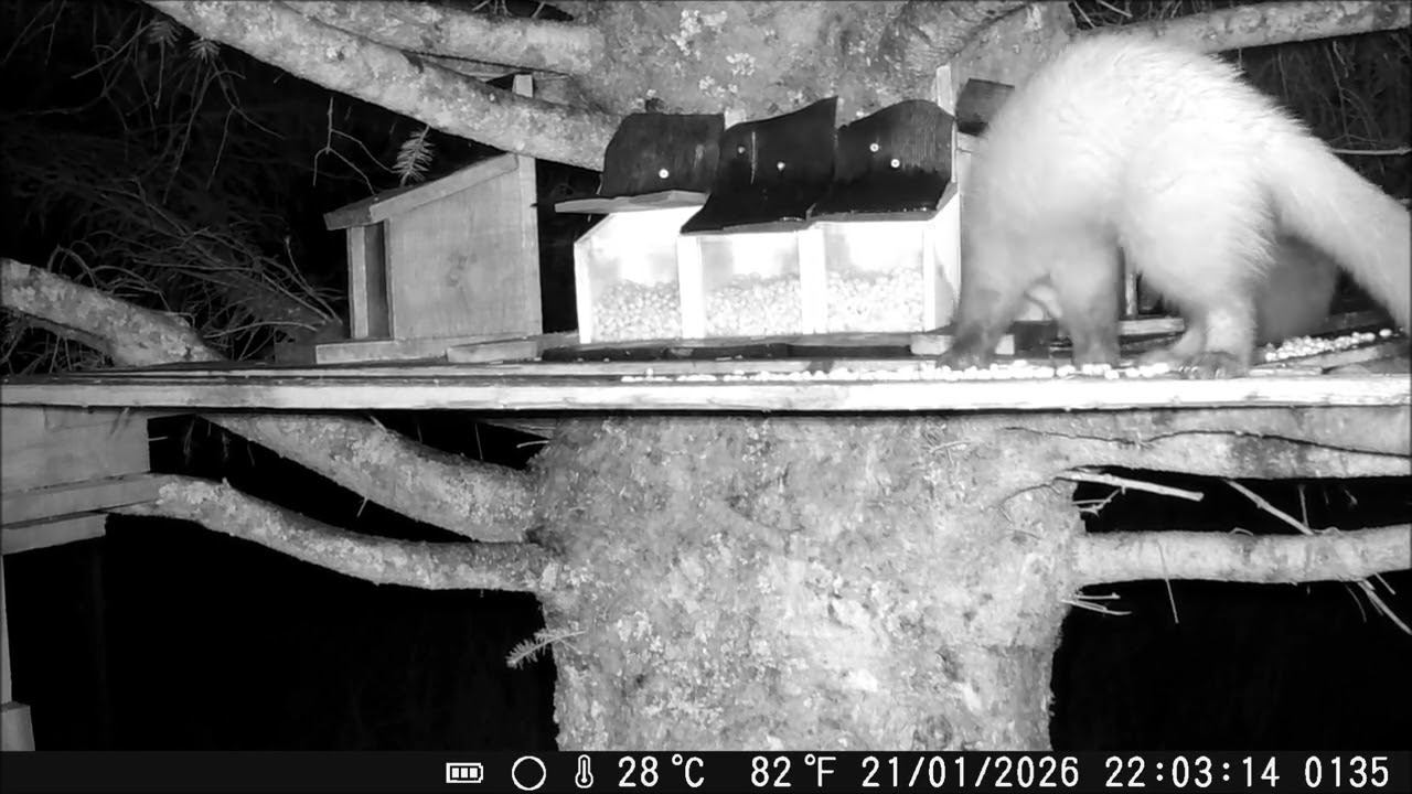 Two pine martens playing on the feeding platform #pinemarten #wildlife #trailcam