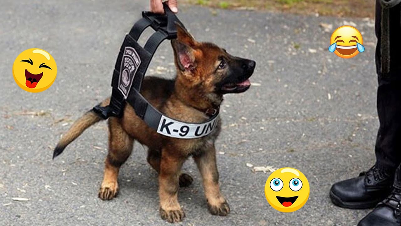 Try Not To Laugh 🤣 Most Watched Funny Dog Videos Compilation 🐶 #40