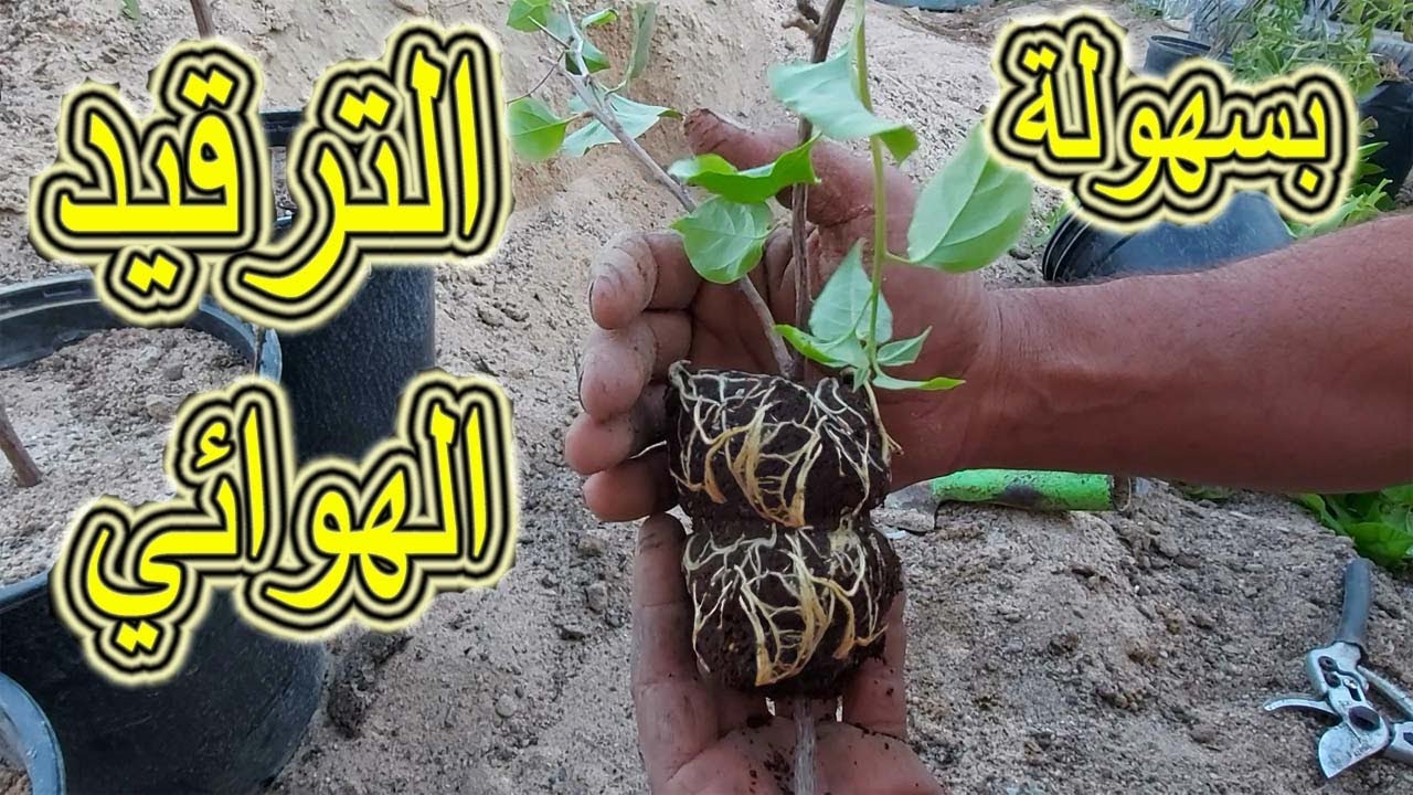 إحترف زراعة الجهنمية بأسرع الطرق الترقيد الهوائي