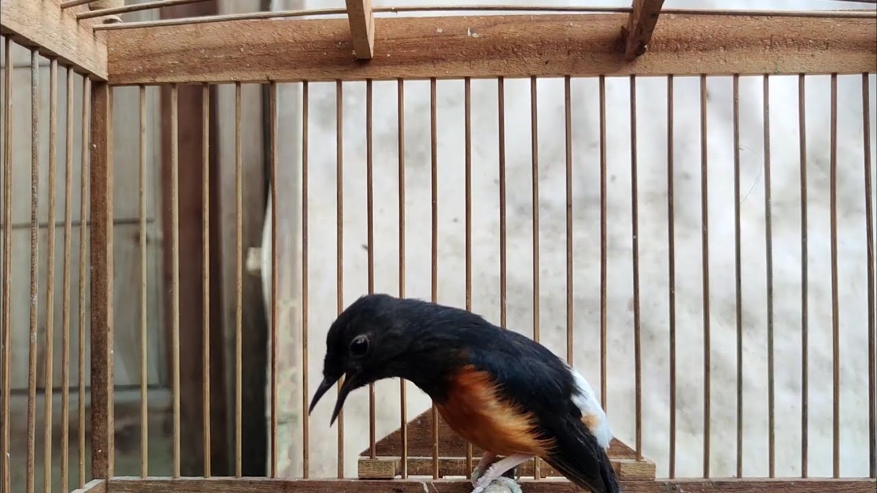 Suara Murai Betina Birahi Ampuh Merangsang Semua Jantan jadi Nembak Gacor !!