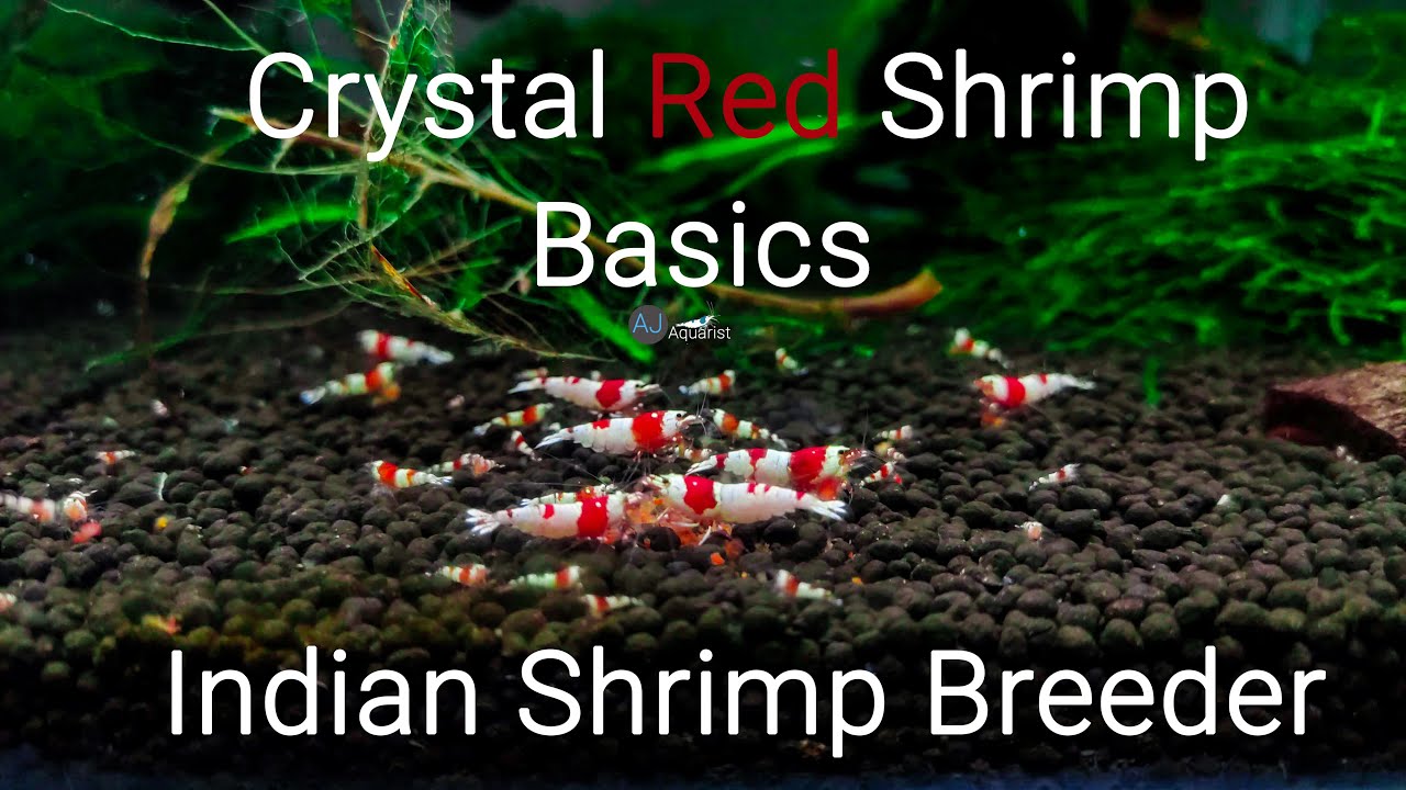 Crystal Red Shrimp Basics | Indian Shrimp Breeder | Caridina shrimps | CRS india